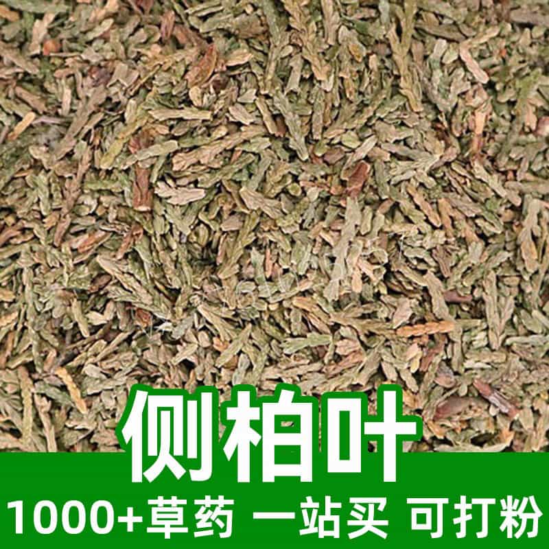 Platycladus orientalis leaf