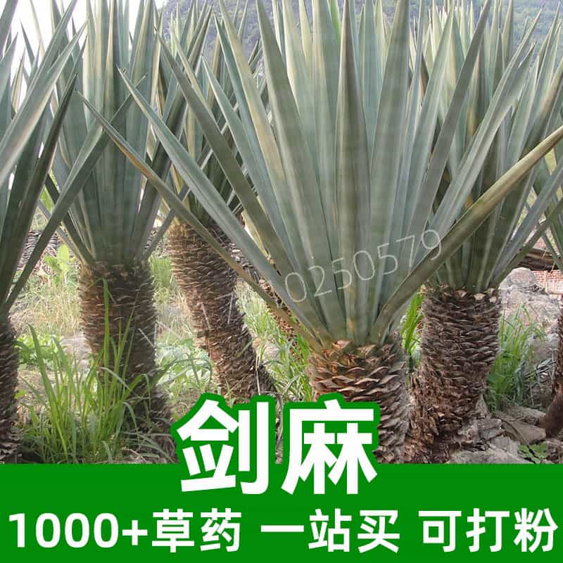 Agave Root