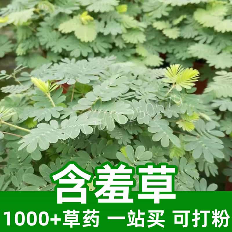 Sensitive Plant