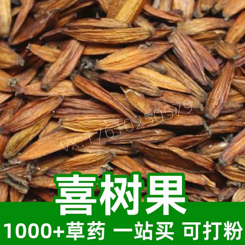 Camptotheca Acuminata