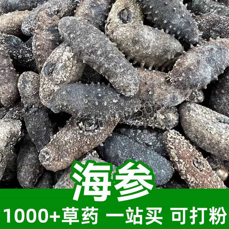 Sea Cucumber