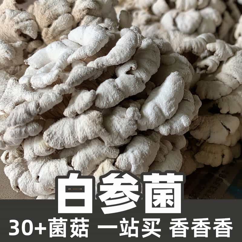 Schizophyllum