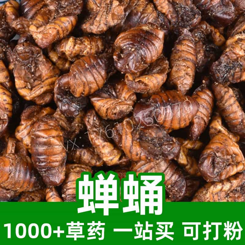 Cicada pupa