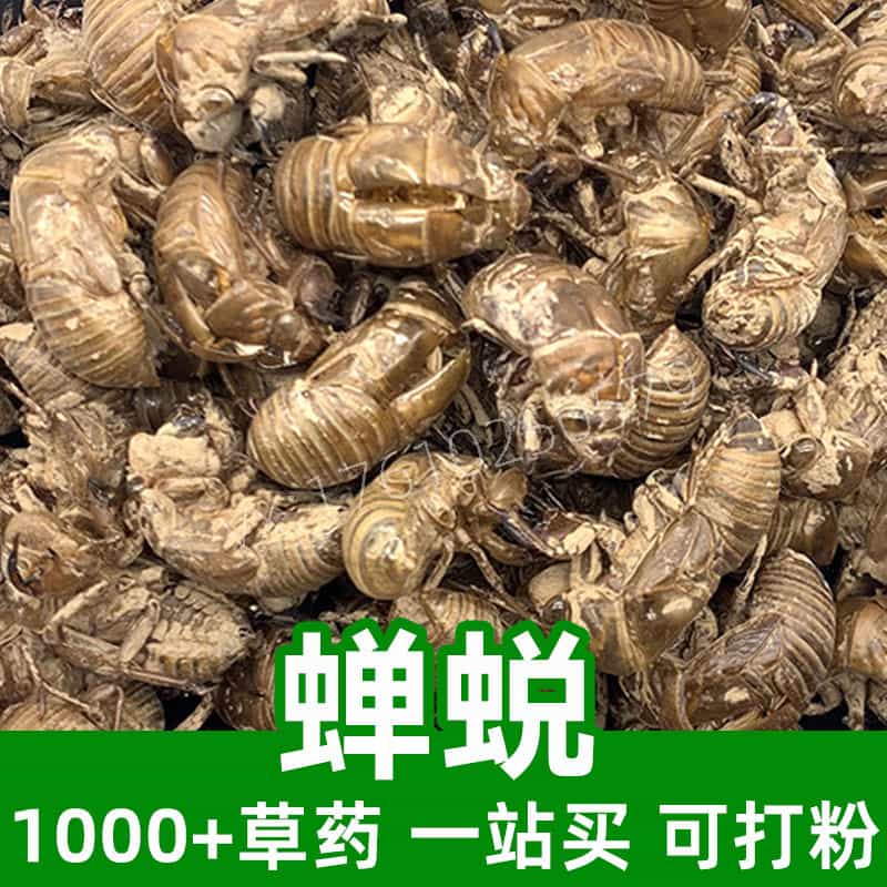 Cicada Shell