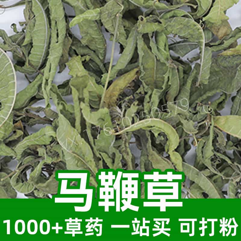 Verbena officinalis
