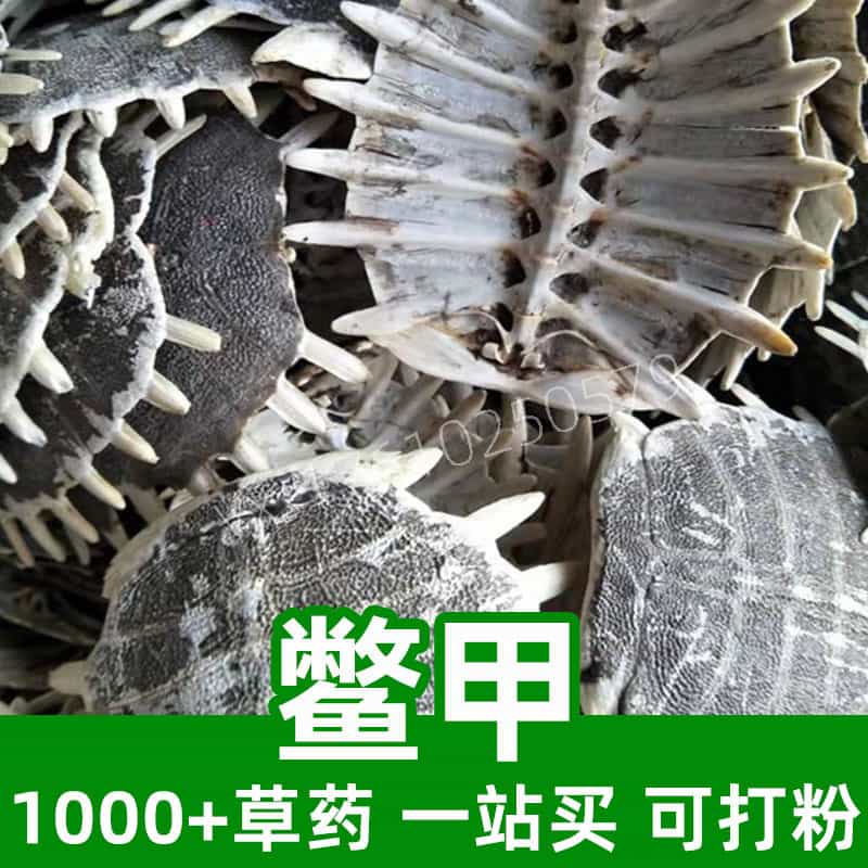 Carapax Trionycis (Turtle Shell)