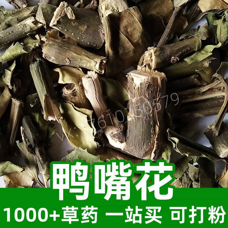 Malabar Nut