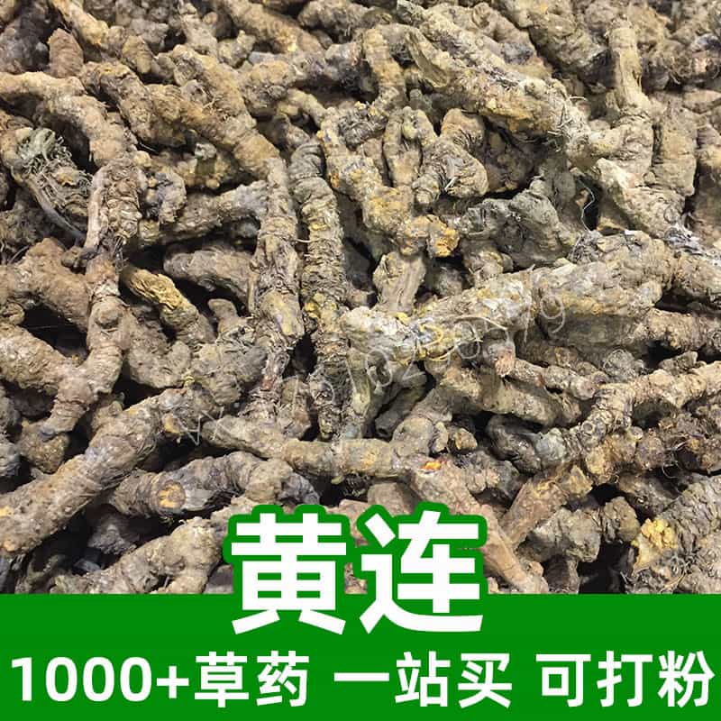 Coptis Root